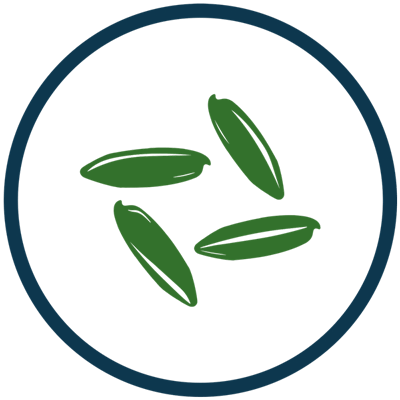 ARIZE® Rice Hybrid
